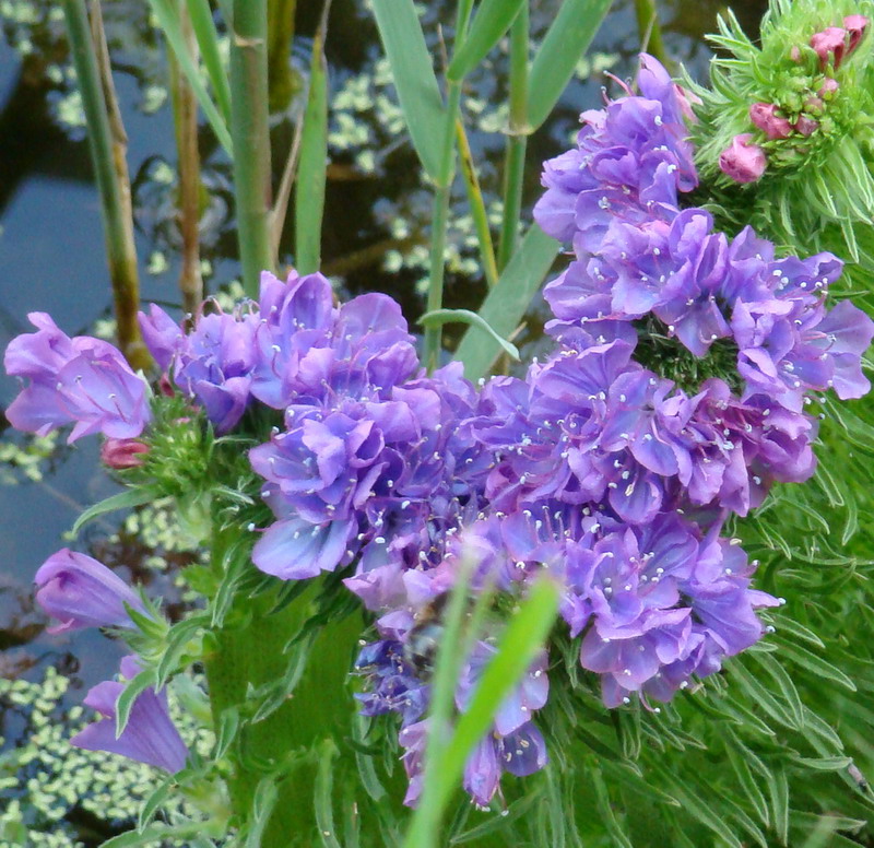 Fasciazione, probabilmente di Echium vulgare